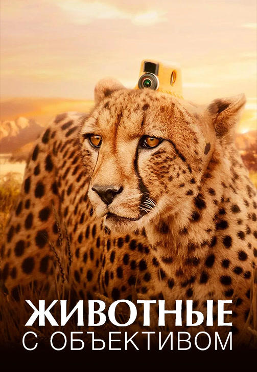 Животные с объективом